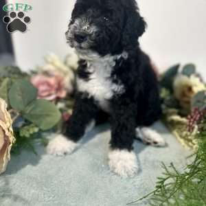 Diamond, Mini Bernedoodle Puppy